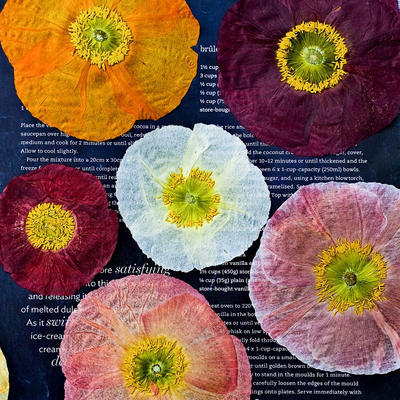 Art And Craft Photos - 1pcs, Bunga Poppy Kering Alami untuk