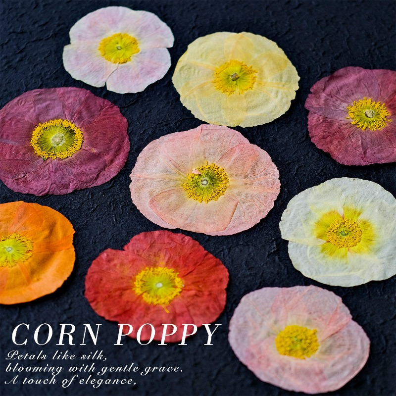 1pcs, Bunga Poppy Kering Alami - Art And Craft Photos ulasan dan harga