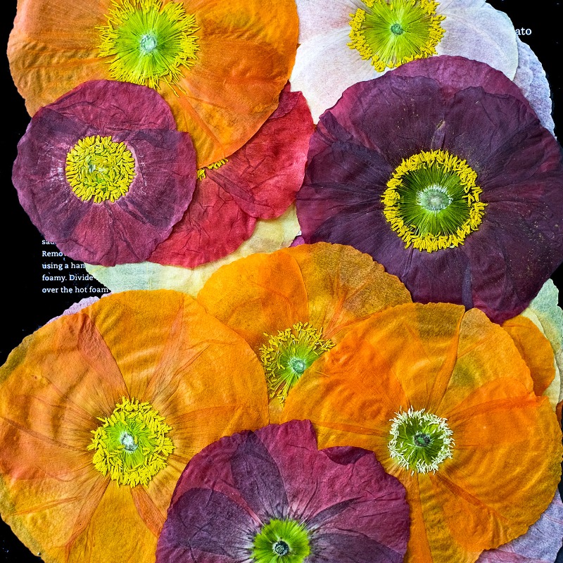 1pcs, Bunga Poppy Kering Alami - Art And Craft Photos ulasan dan harga