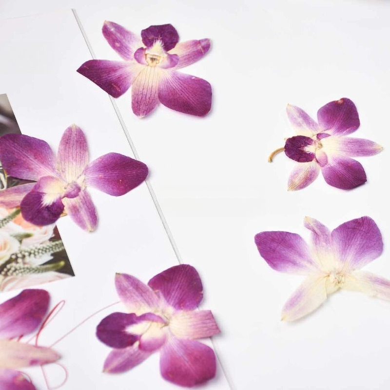 4 Buah, Bunga Anggrek Kupu-kup - Art And Craft Photos ulasan dan harga